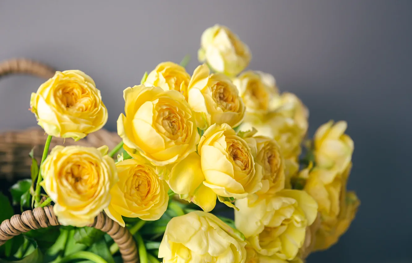 Фото обои цветы, розы, букет, желтые
