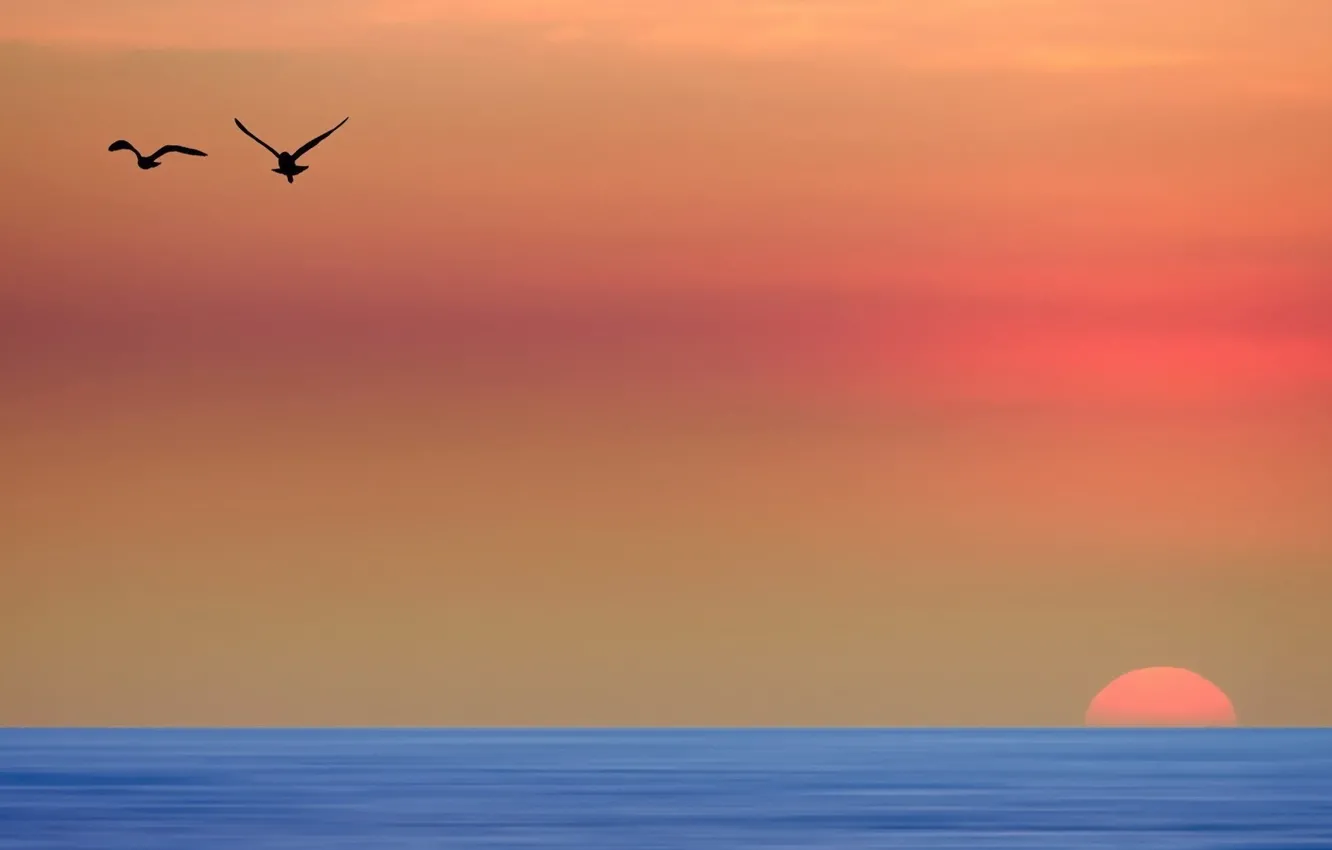 Фото обои птицы, утро, небо. море