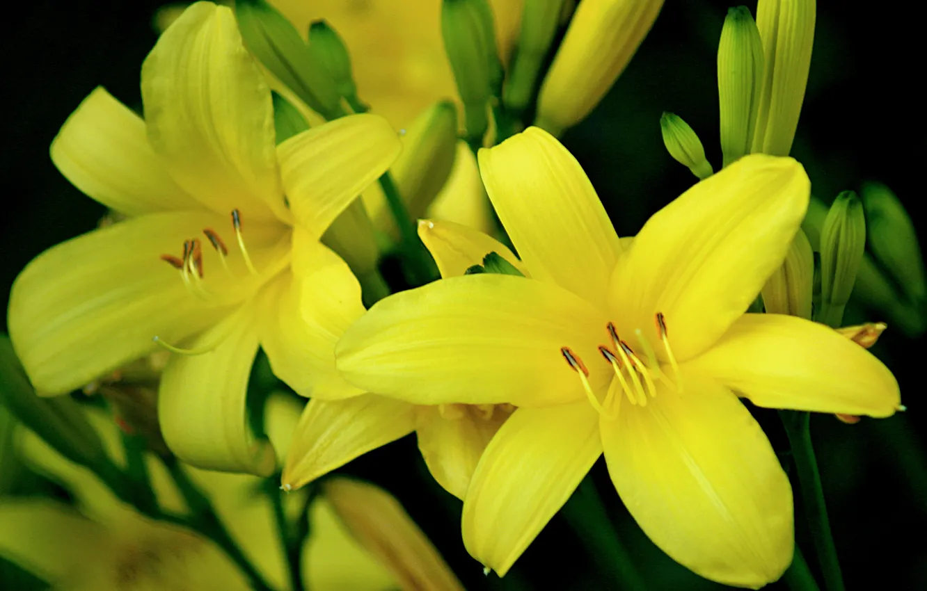 Фото обои Боке, Yellow lily, Жёлтые лилии