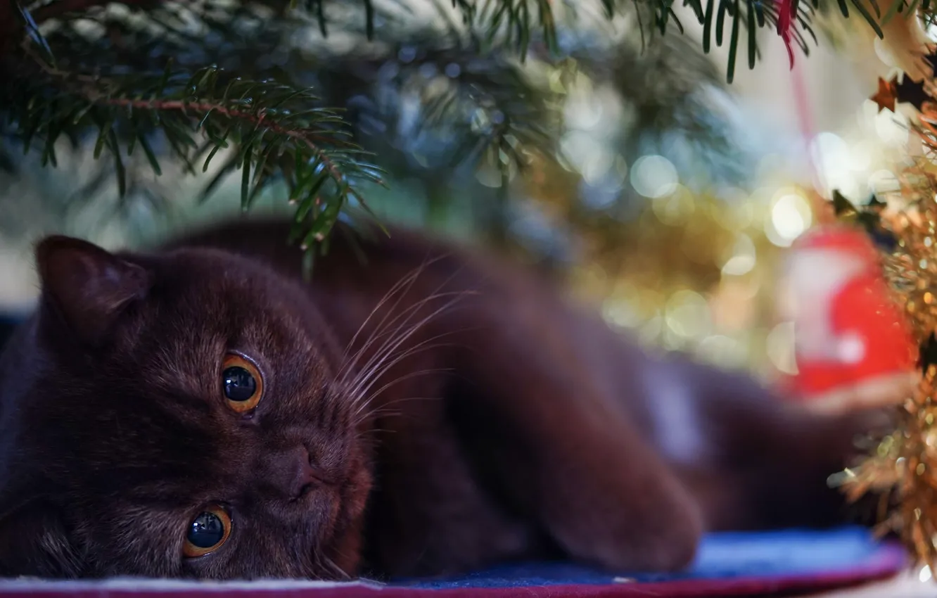 Фото обои зима, кошка, кот, взгляд, поза, праздник, размытие, Рождество