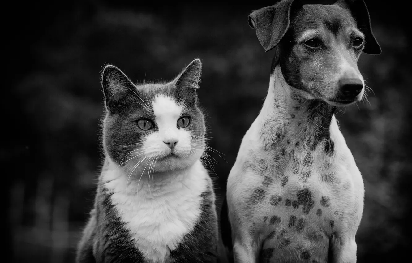 Фото обои кот, взгляд, собака, друзья