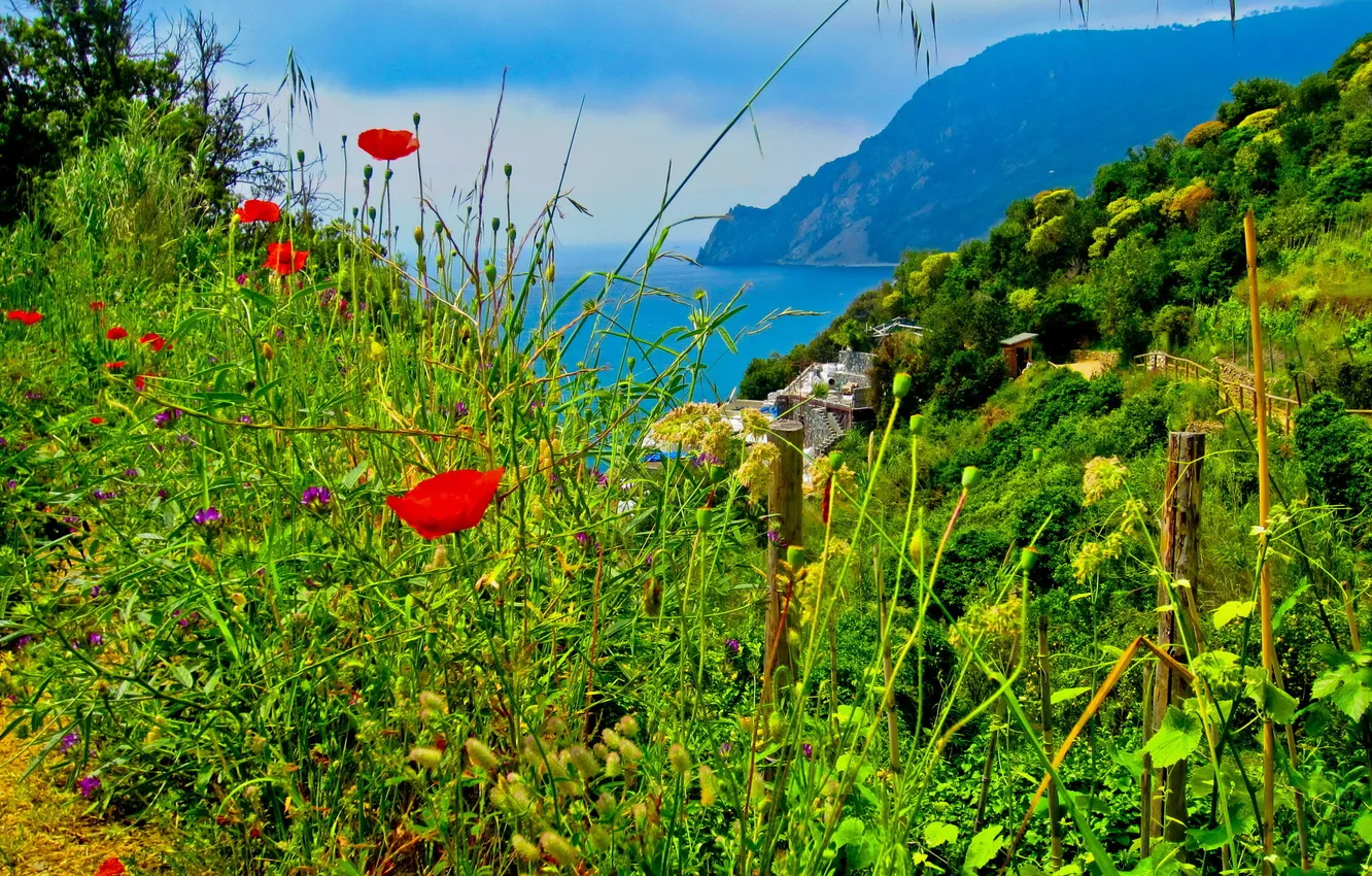 Фото обои трава, пейзаж, цветы, природа, Италия, Cinque Terre
