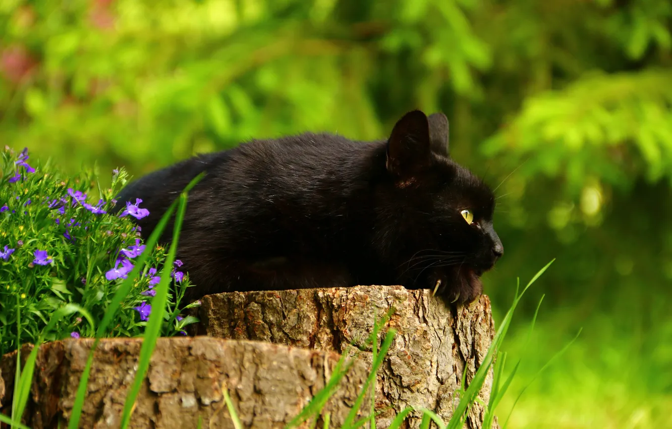 Фото обои кот, цветы, пень, чёрный кот