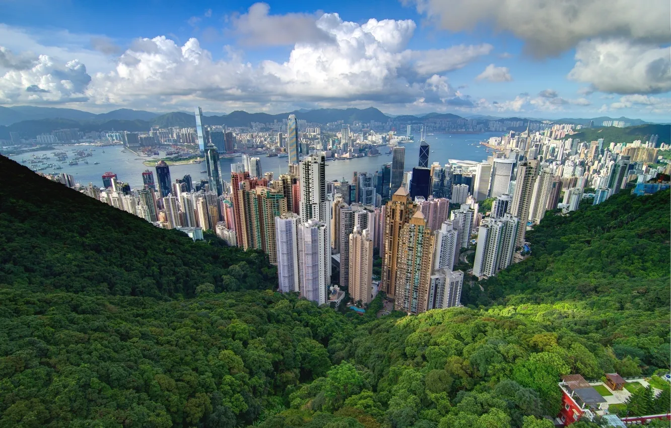 Фото обои лес, небо, город, небоскребы