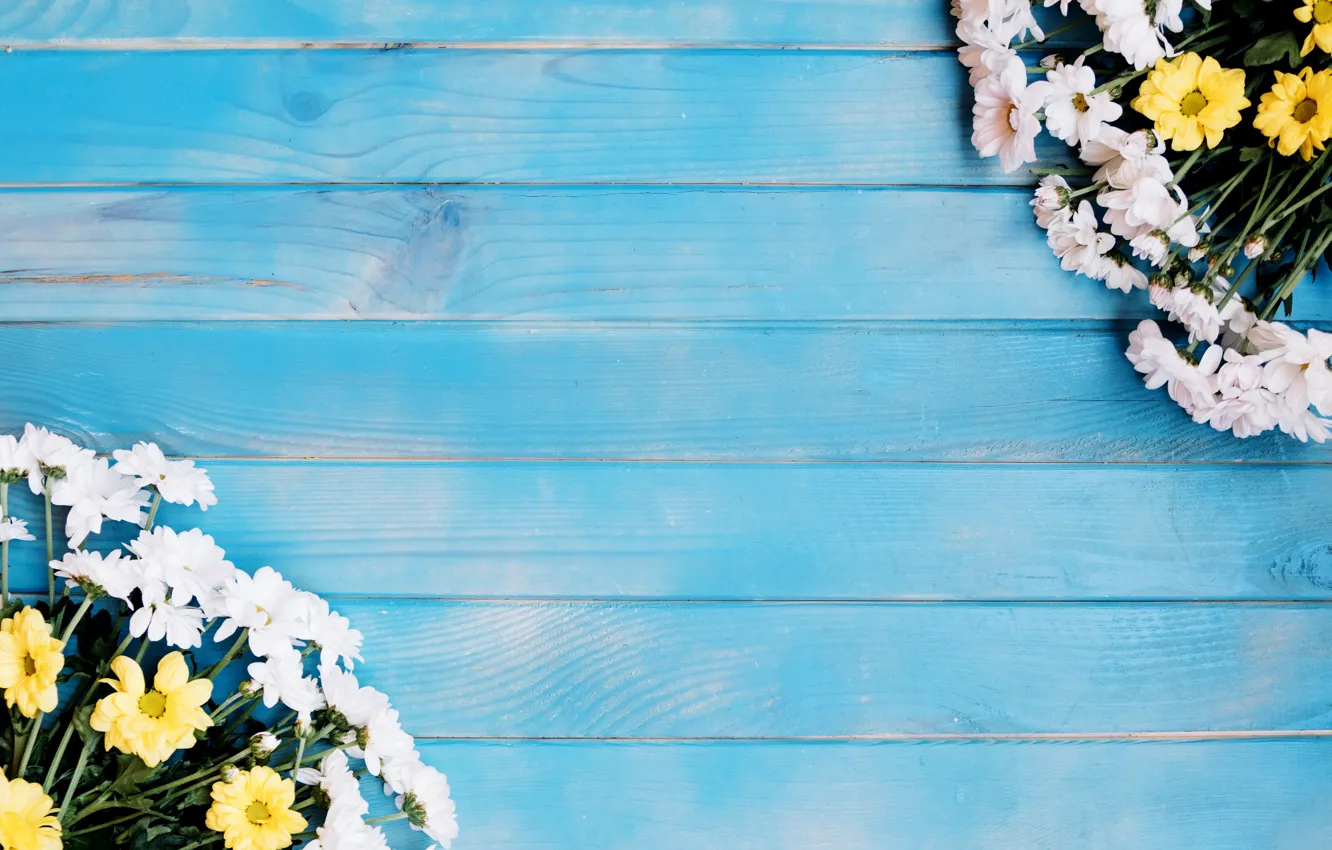 Фото обои цветы, хризантемы, голубой фон
