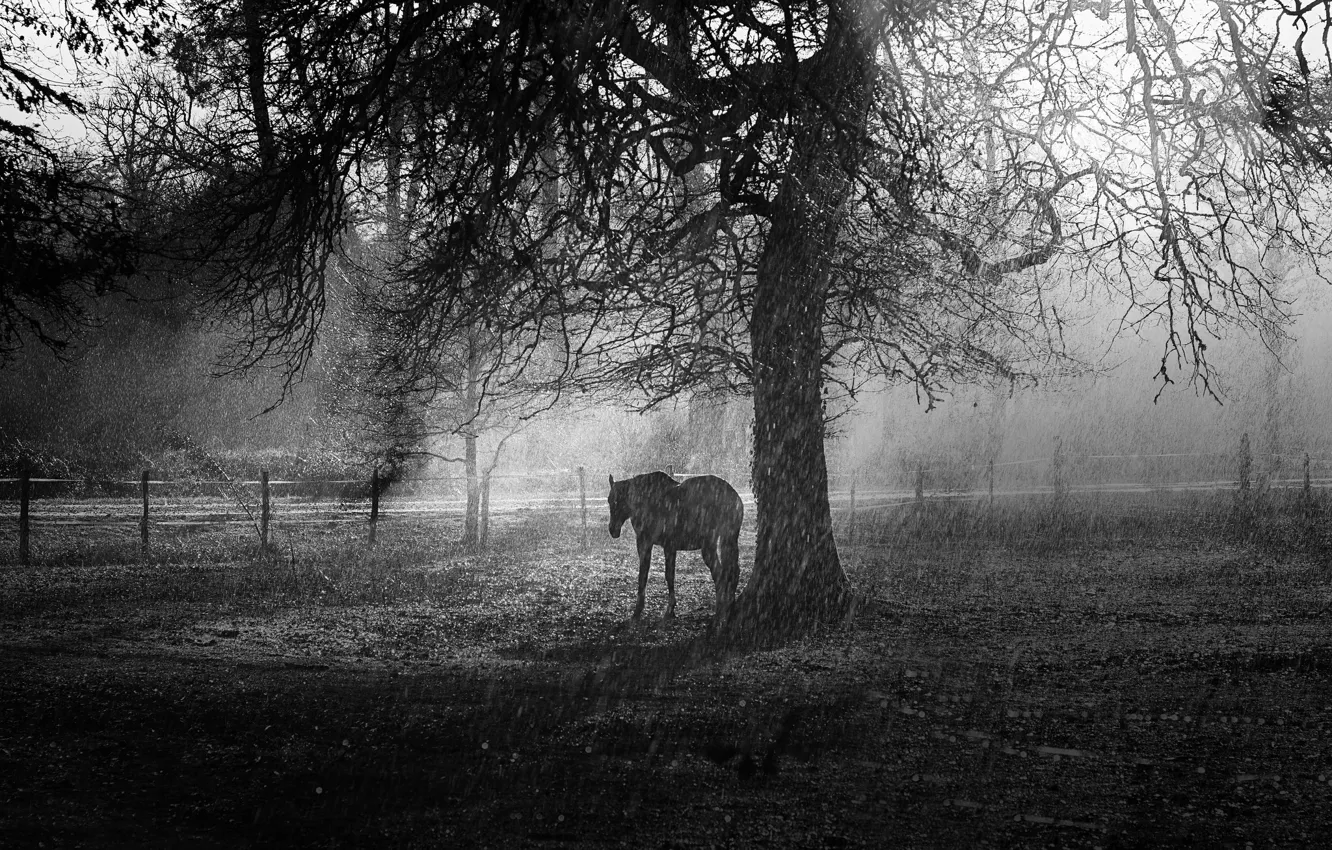 Фото обои дождь, дерево, конь