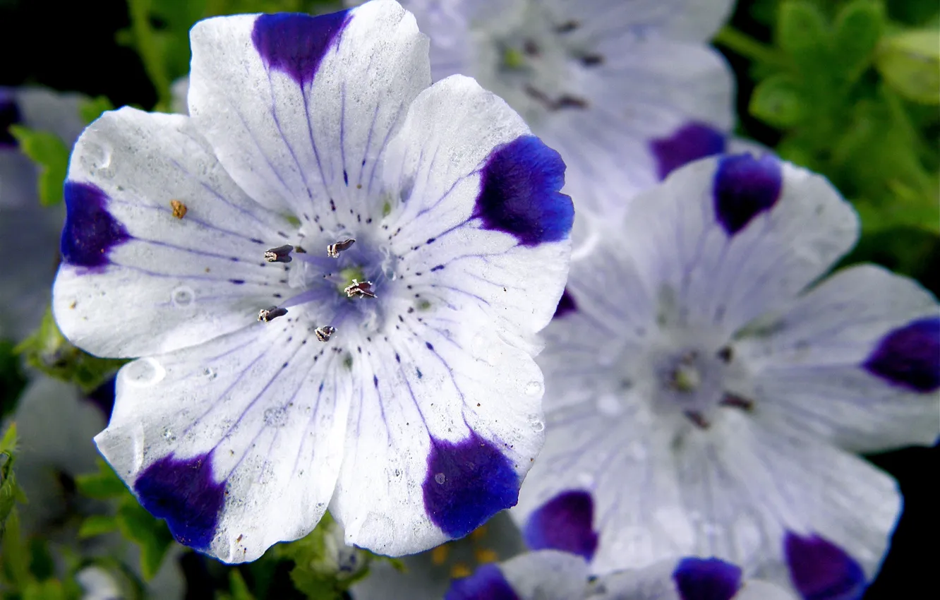 Фото обои Немофила, садовые цветы, крупны план