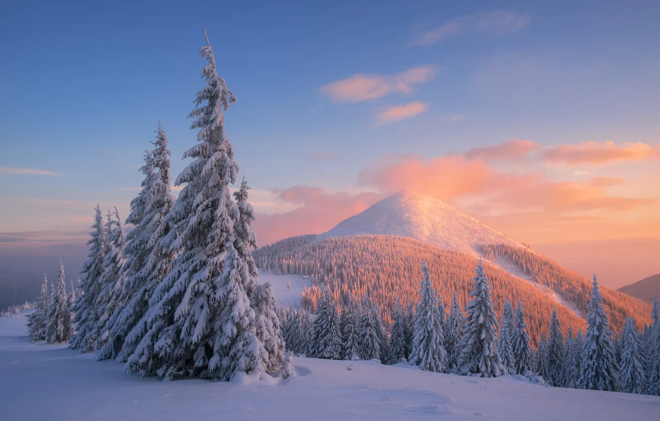 Фото обои Природа, Зима, Деревья, Снег