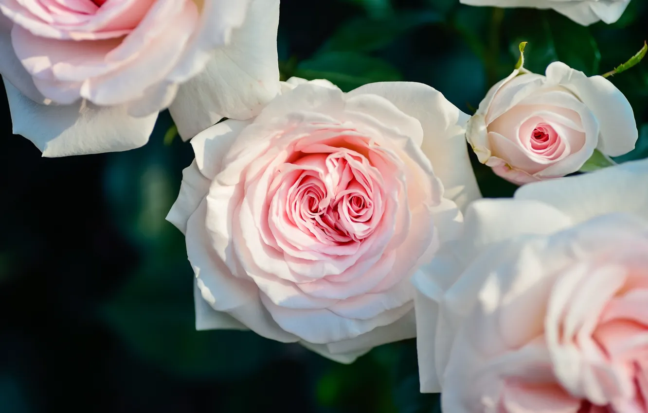 Фото обои куст, розы, pink, blossom, petals, roses