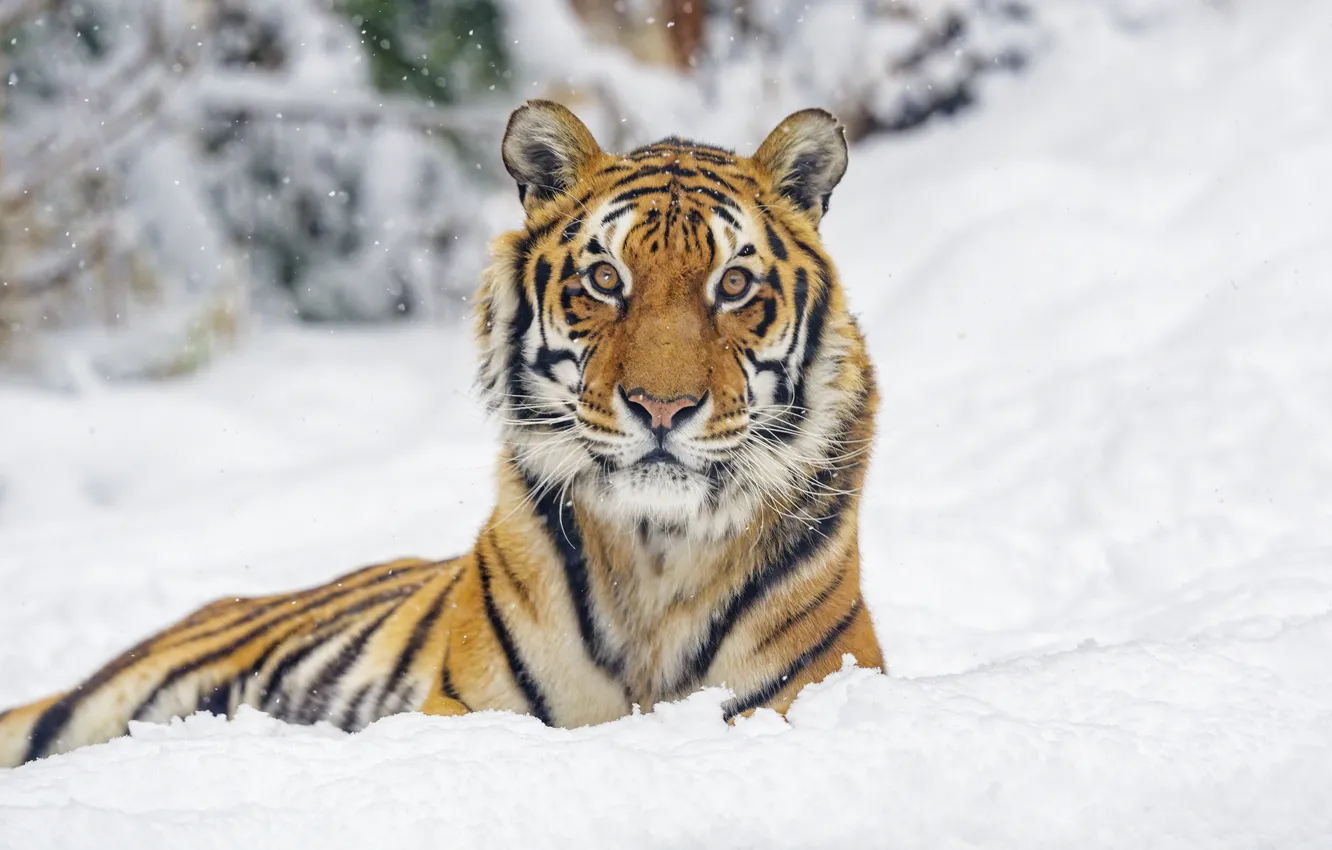 Фото обои зима, морда, снег, природа, тигр, портрет, сугробы, лежит