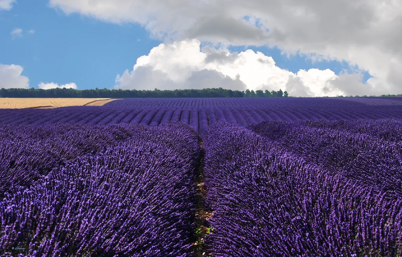 Фото обои поле, облака, Франция, France, лаванда, Валансоль, Valensole