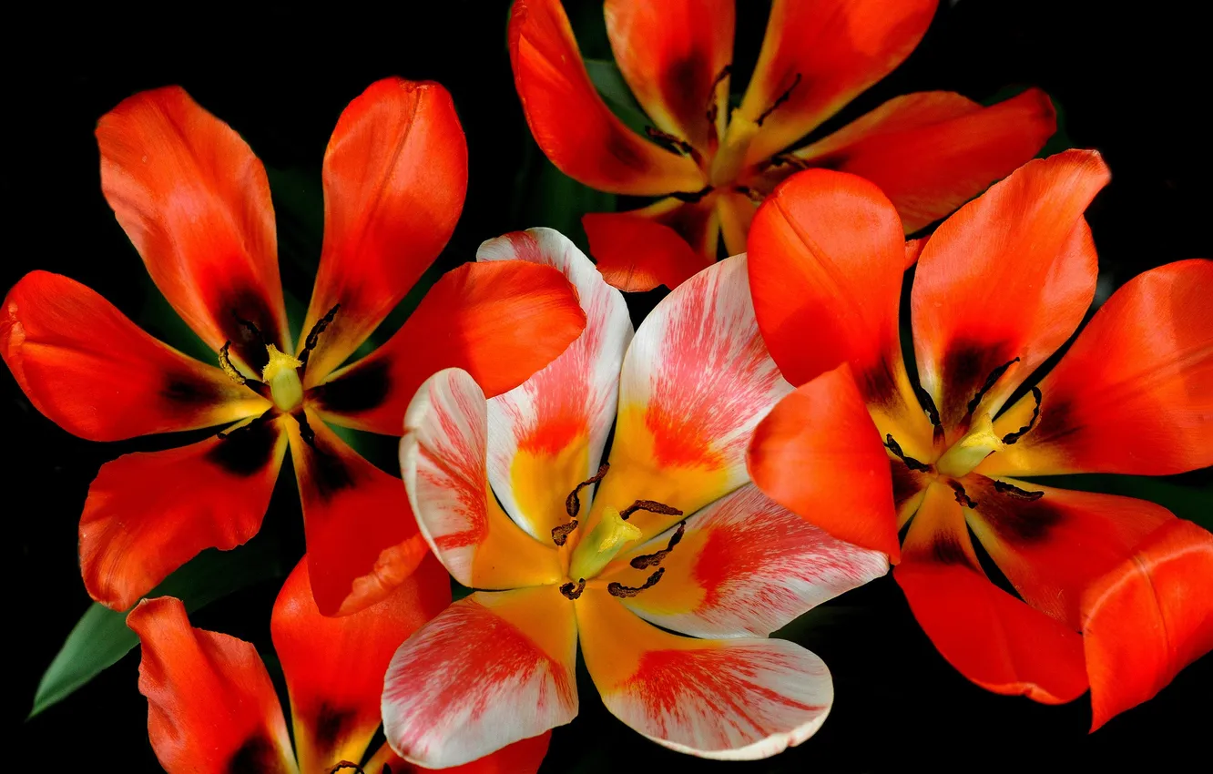 Фото обои макро, природа, лепестки, тюльпаны