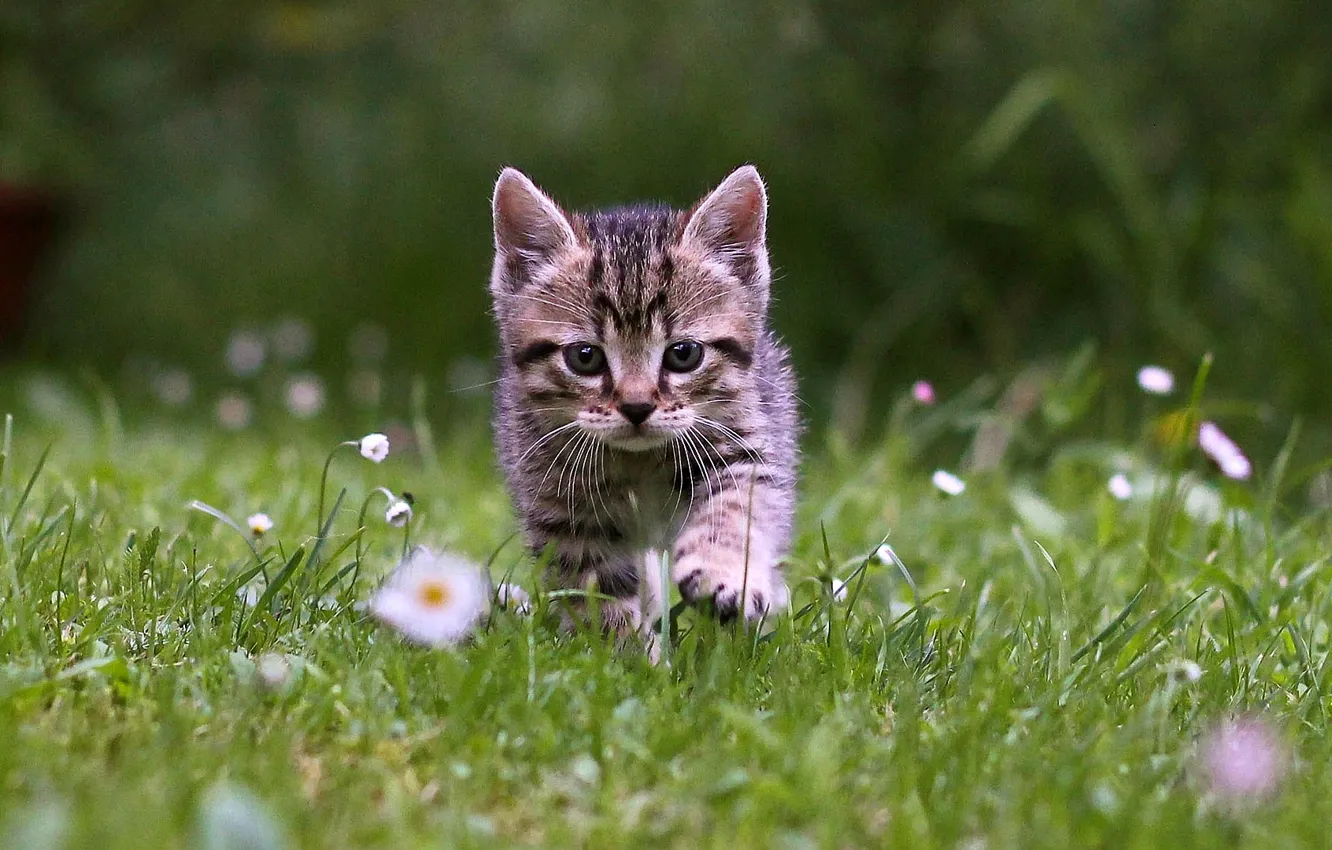 Фото обои grass, kitten, cat