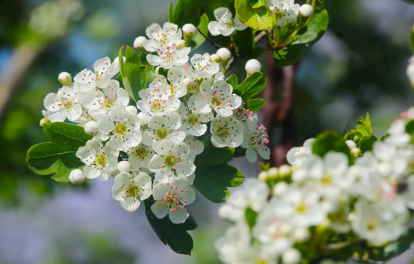 Фото обои white, flower, spring