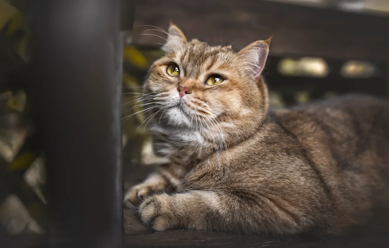 Фото обои поза, кошка, взгляд, мордашка, кот