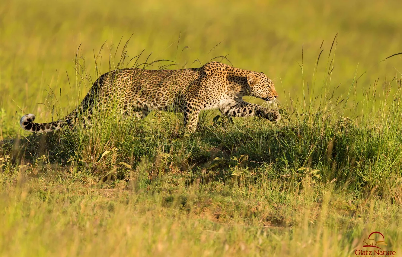 Фото обои хищник, леопард, саванна, охота