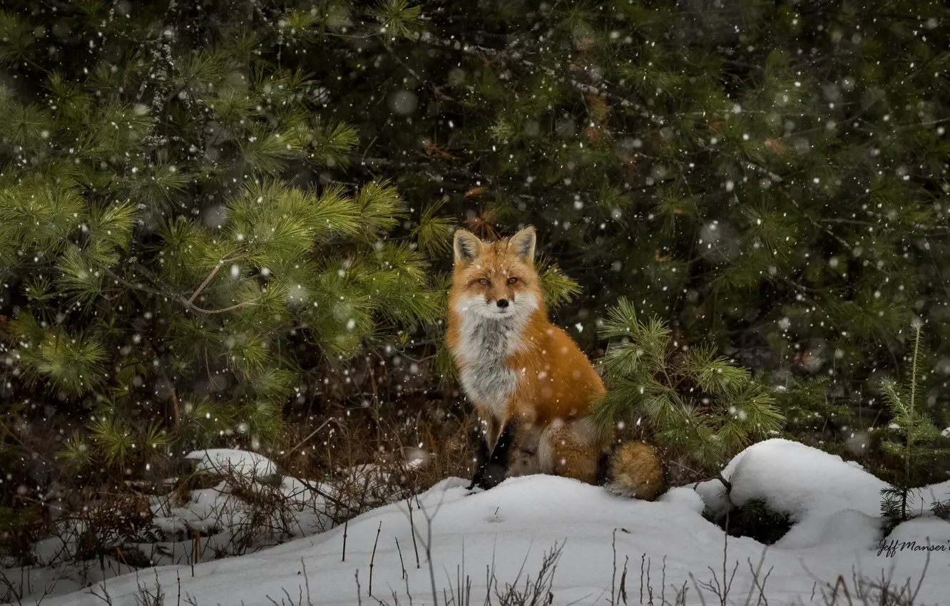 Фото обои снег, лиса, лесная, живая природа