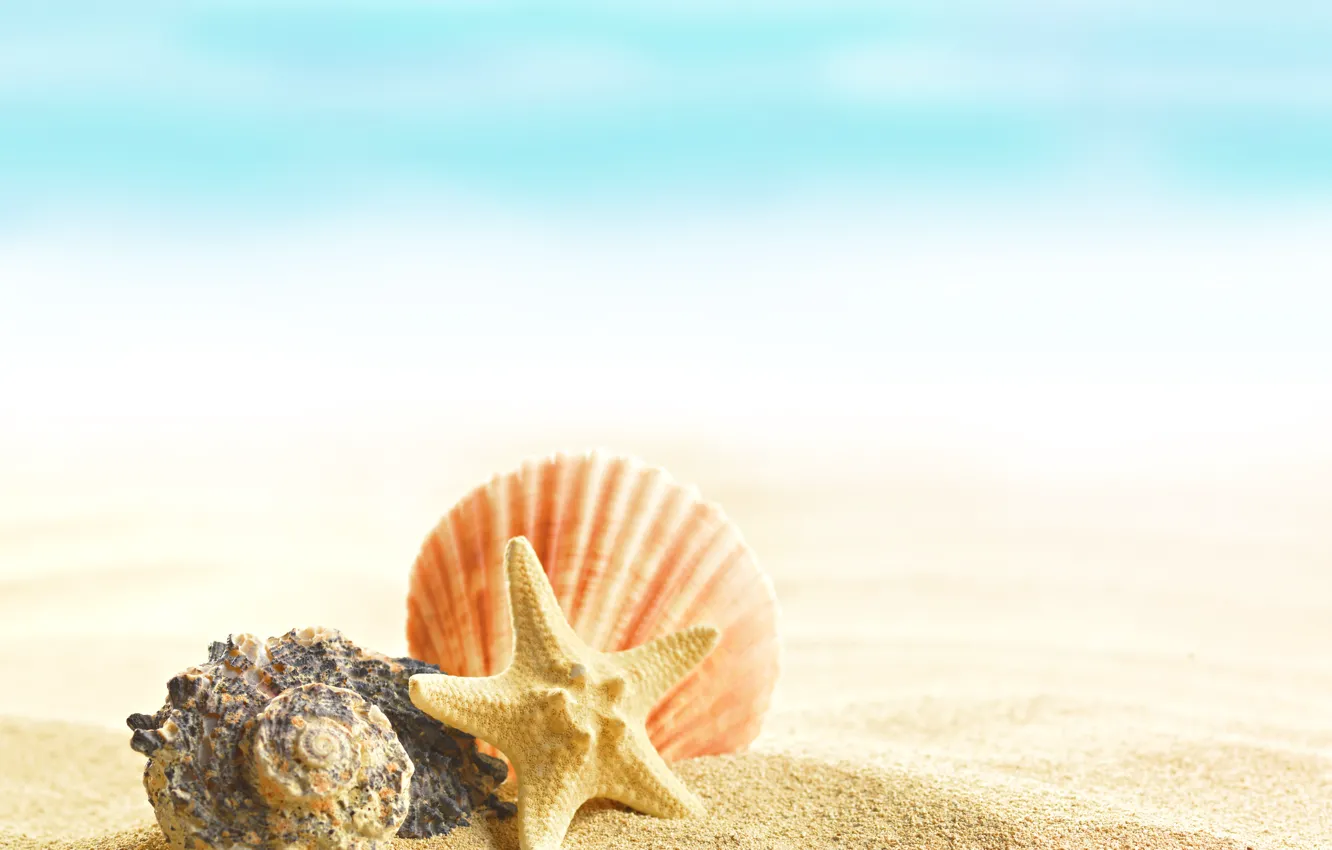 Фото обои summer, beach, sand, shells, seashells