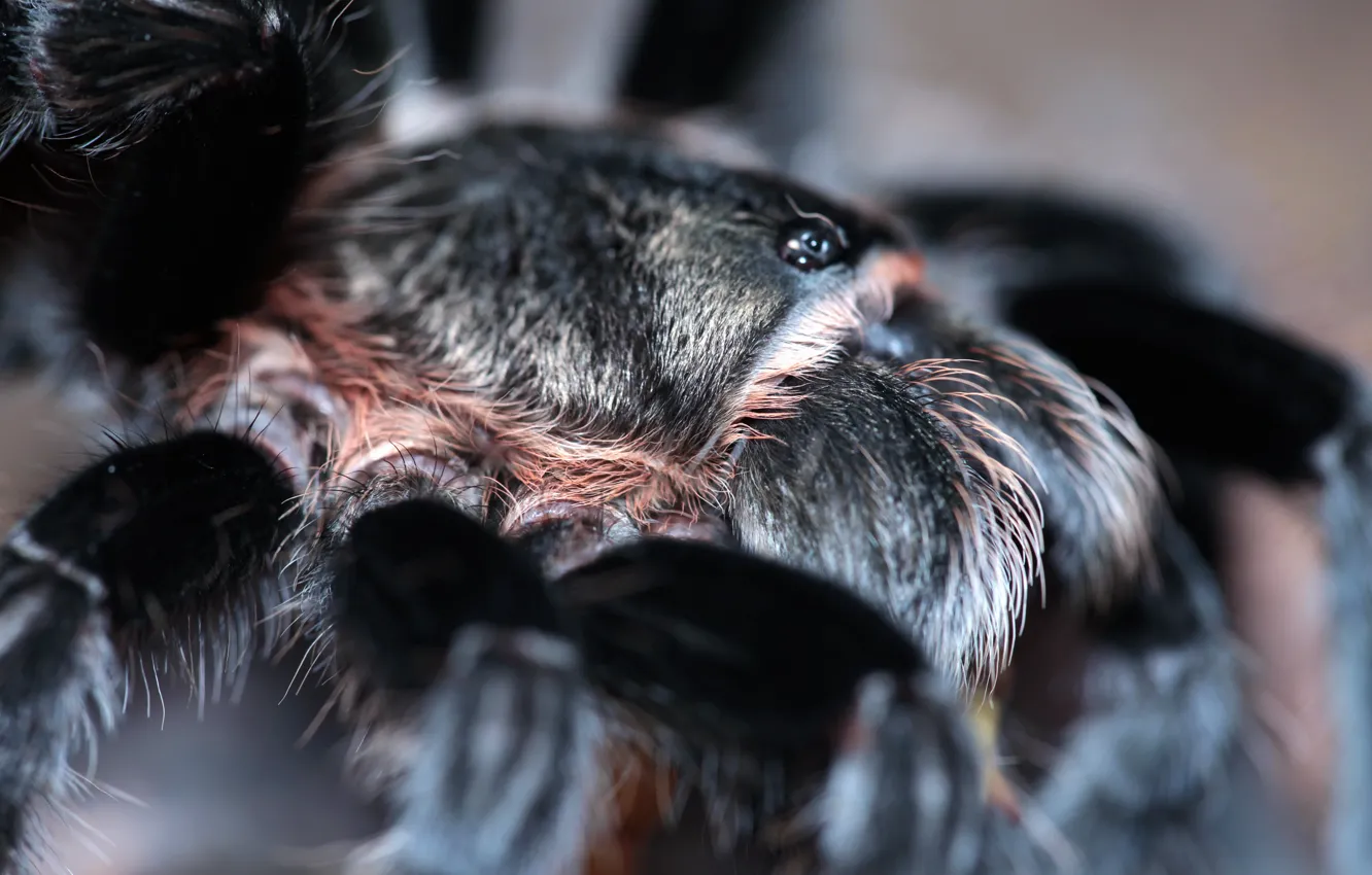 Фото обои spider, eyes, hairs