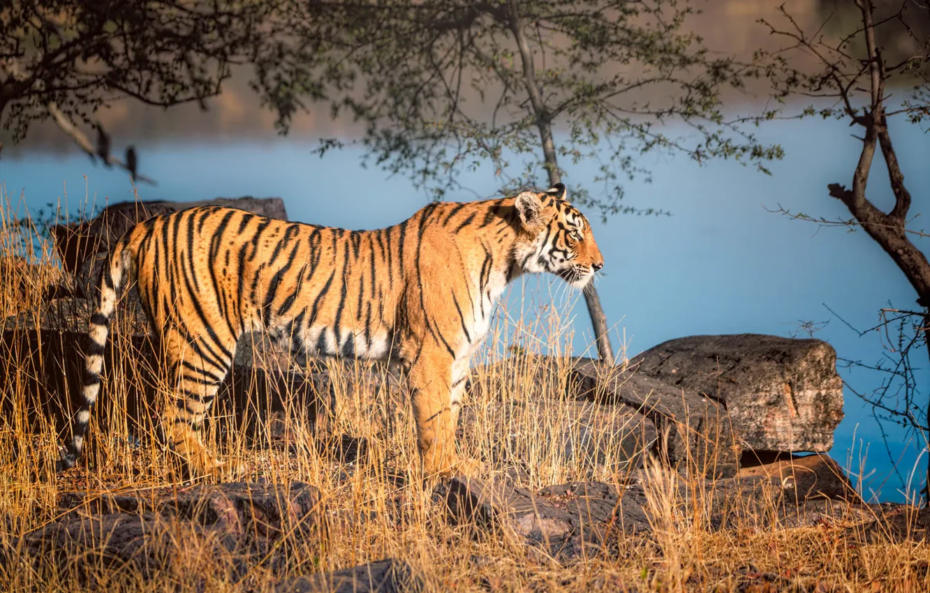 Фото обои природа, хищник, Тигр, стойка