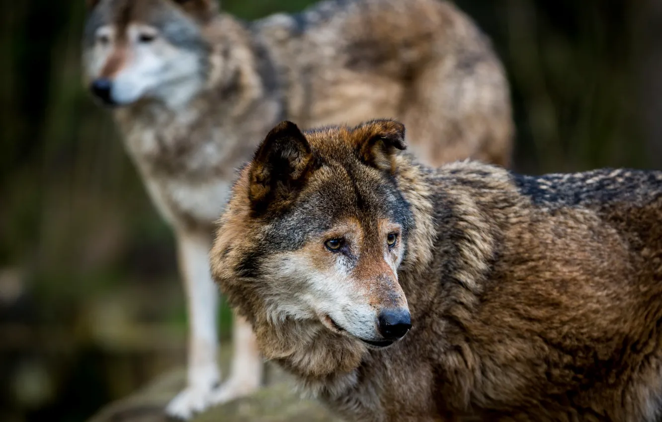 Фото обои хищники, волки, дикая природа