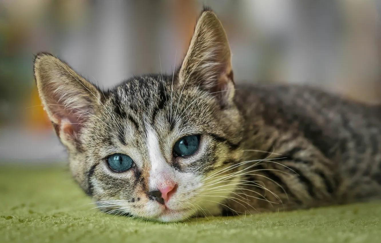 Фото обои животные, котик, голубые глаза, боке