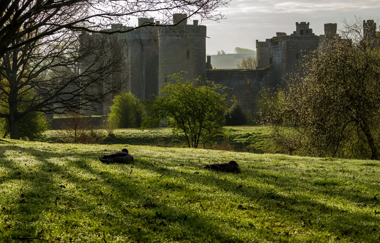 Фото обои трава, деревья, замок, поля, Англия, Bodiam Castle