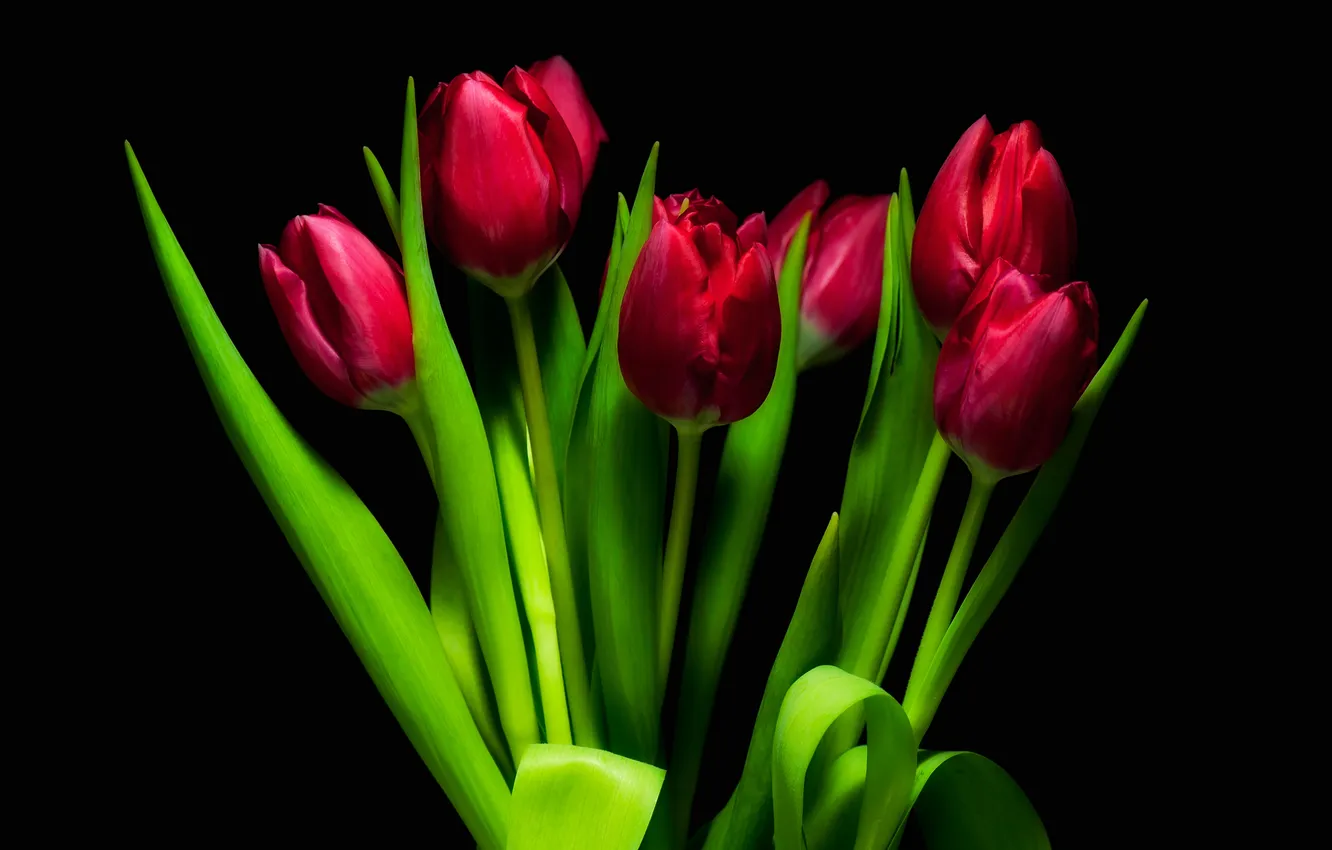 Фото обои цветы, тюльпаны, красные тюльпаны