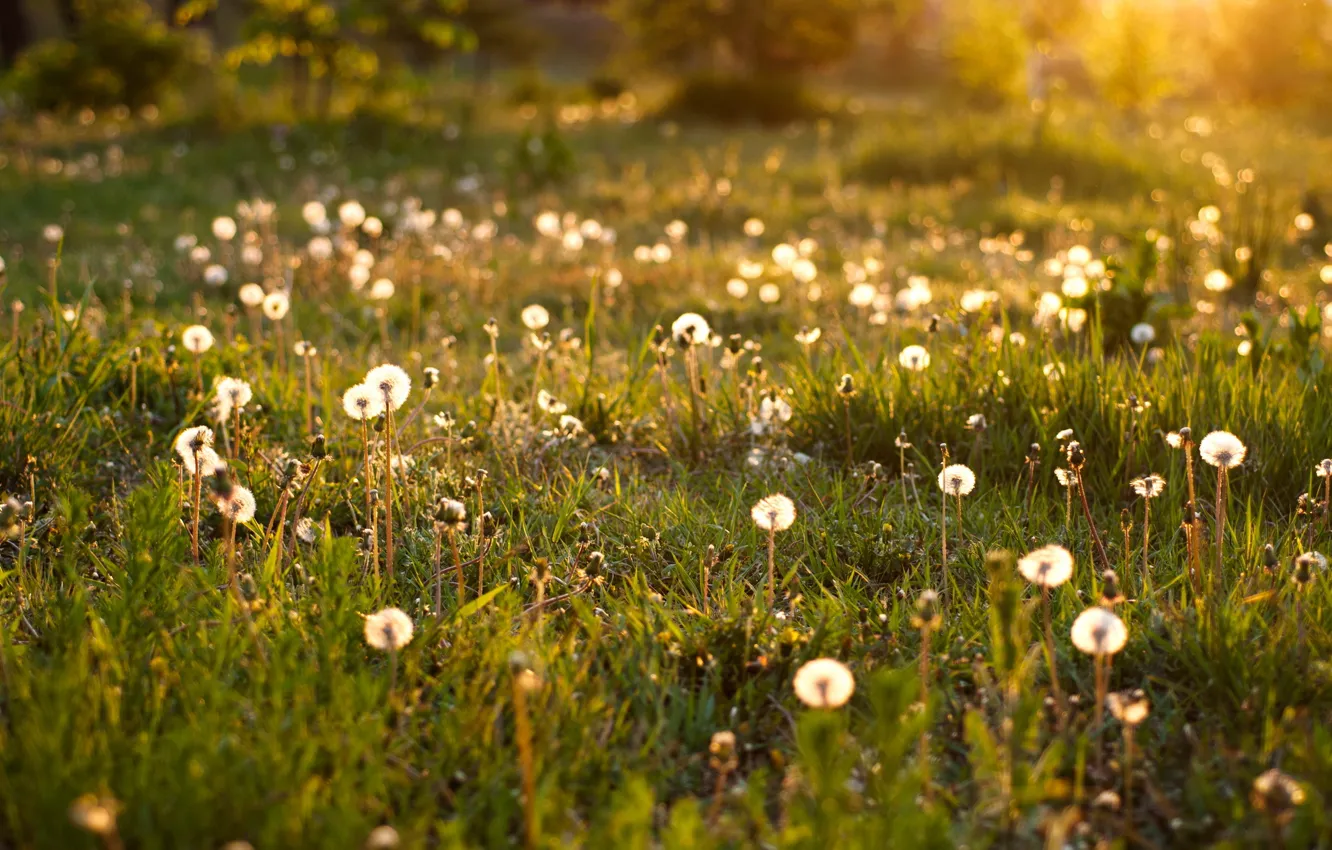 Фото обои summer, sunlight, dandelion