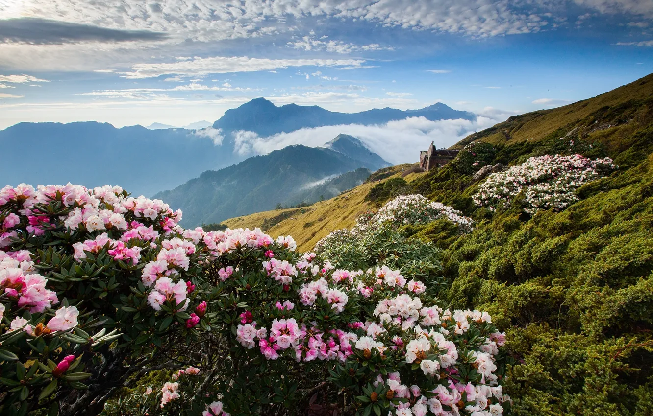 Фото обои облака, цветы, горы, рододендрон, азалия