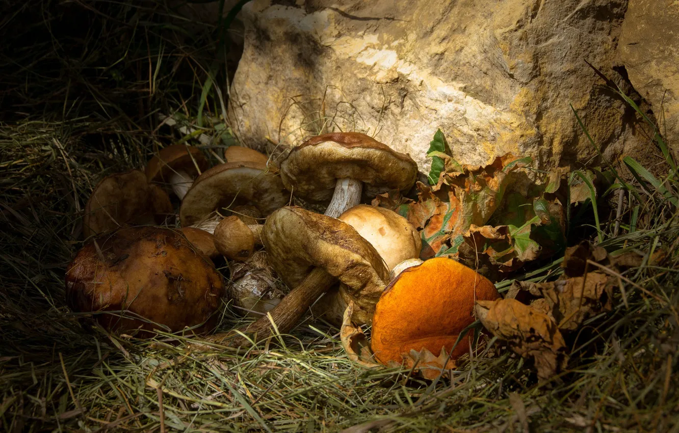 Фото обои осень, трава, листья, камень, грибы, шляпки, разные, обабки