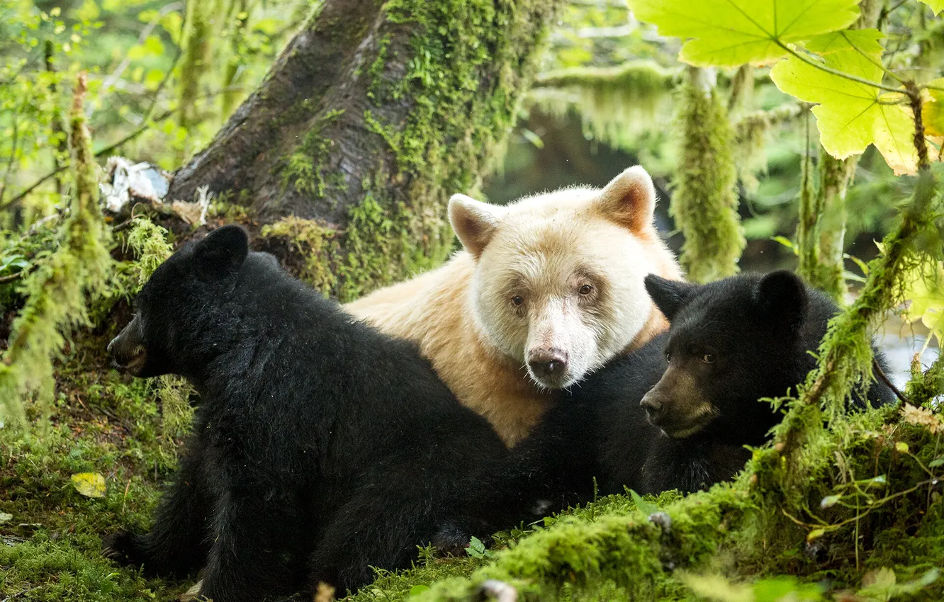 Фото обои animal, black bear, kermode bear, Spirit bear
