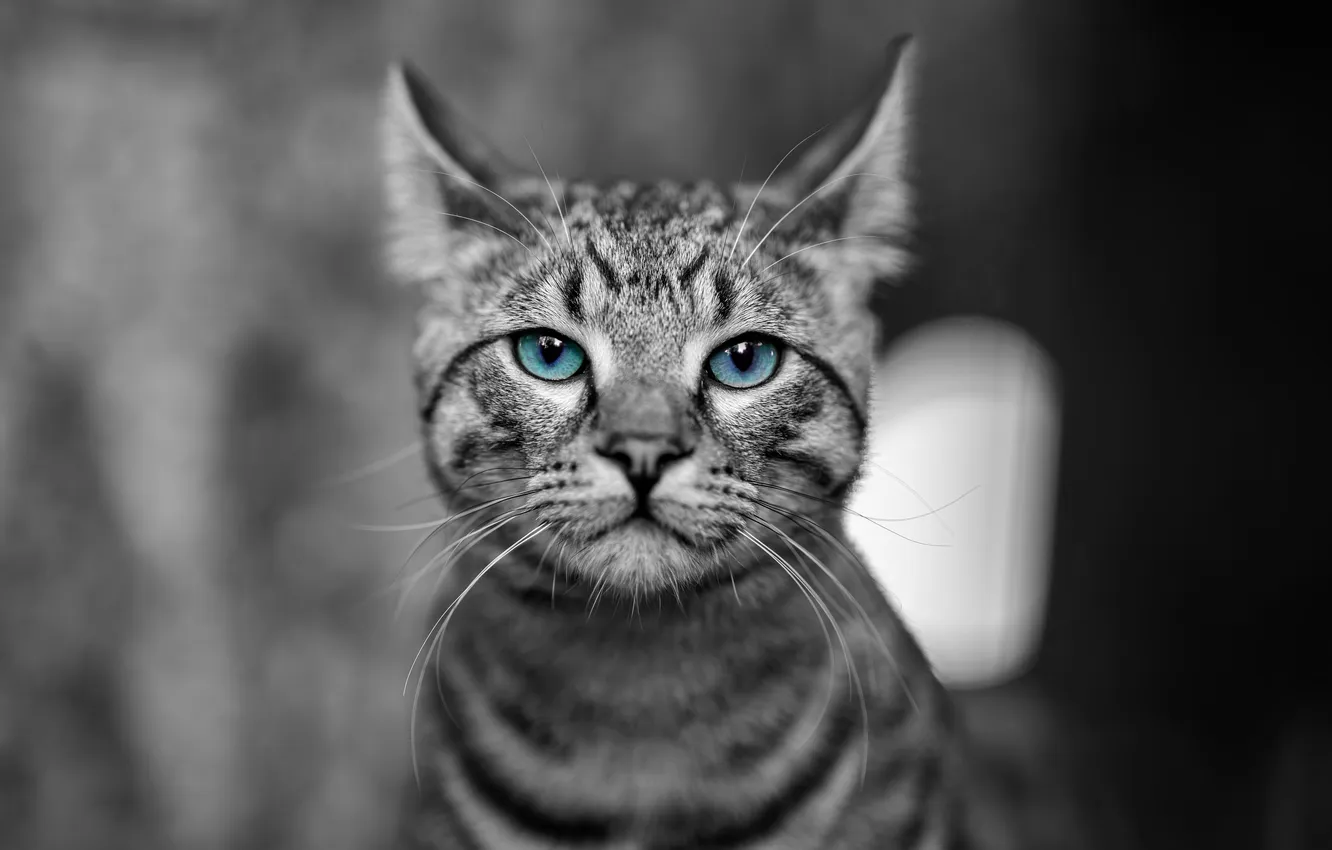 Фото обои кошка, кот, взгляд, поза, портрет, голубые глаза, серый фон, мордашка