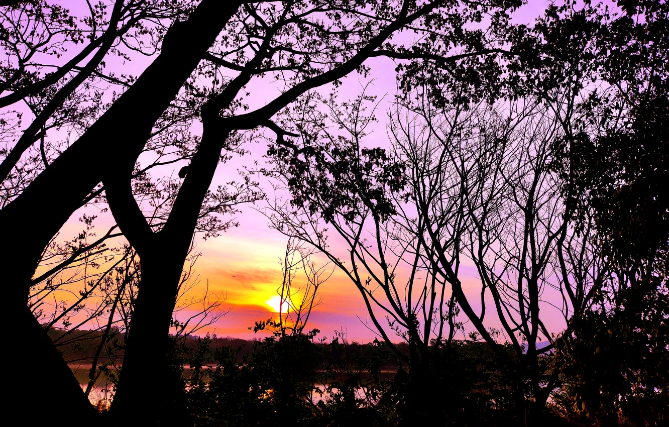 Фото обои trees, water, lake, morning, sun, sunrise, dawn, woods