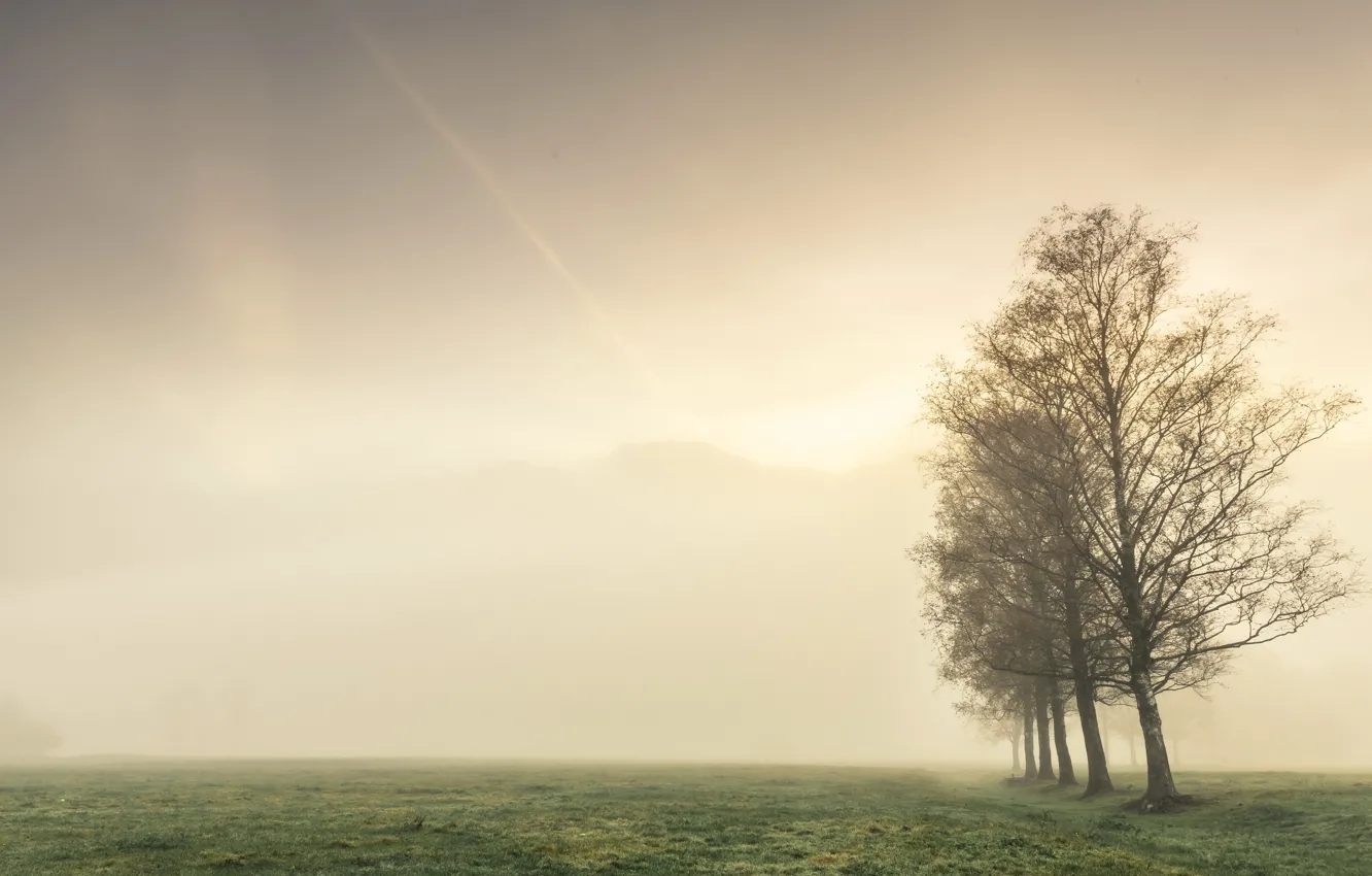 Фото обои поле, осень, деревья, туман
