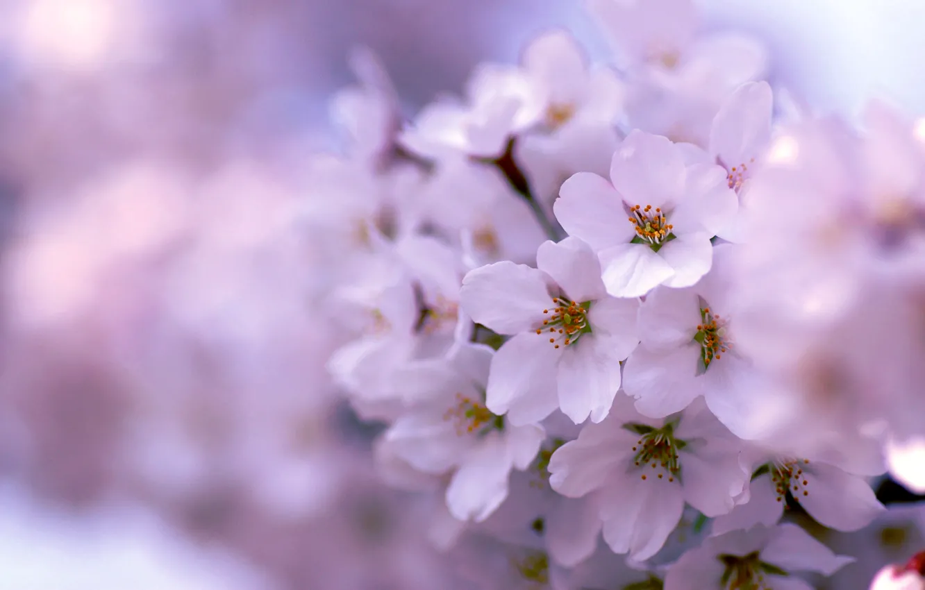 Фото обои дерево, сиреневый, весна, цветение