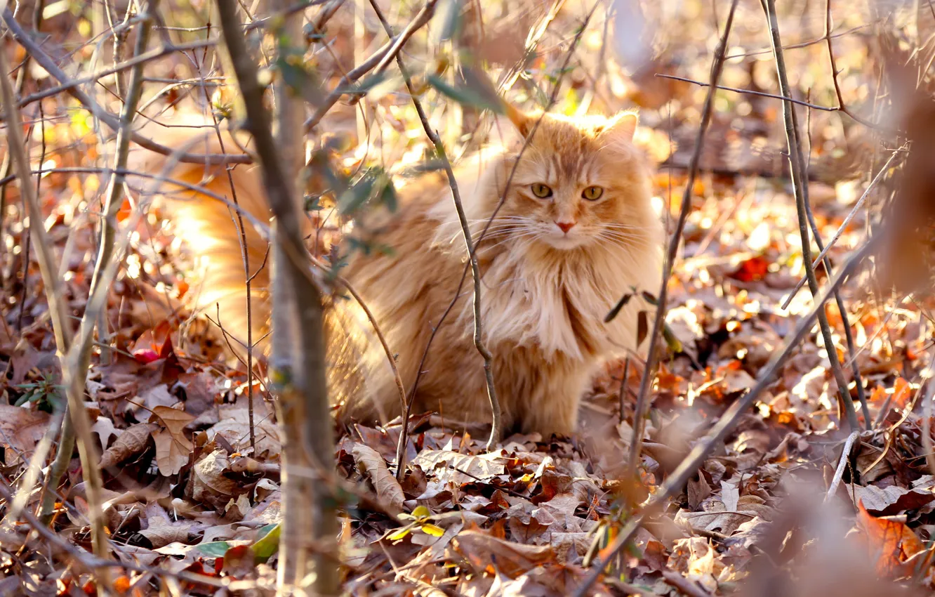 Фото обои кот, листья, свет, ветки, пушистый, рыжий, сухие, солнечный