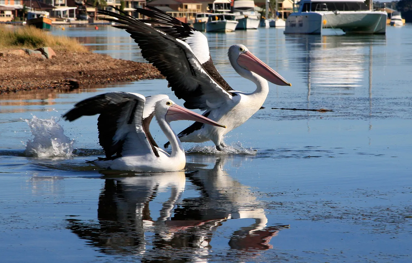 Фото обои вода, птица, крылья, клюв, пеликан
