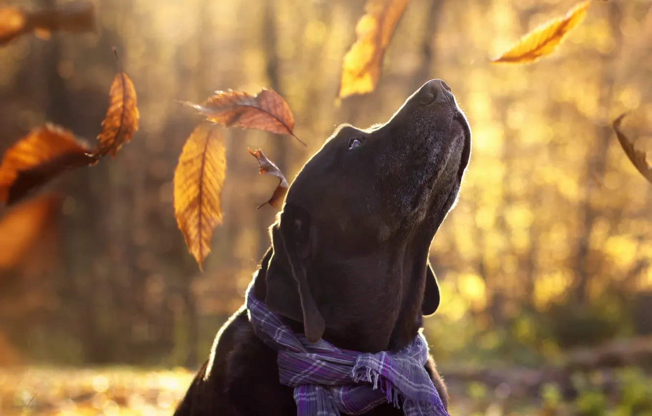 Фото обои осень, взгляд, друг, собака
