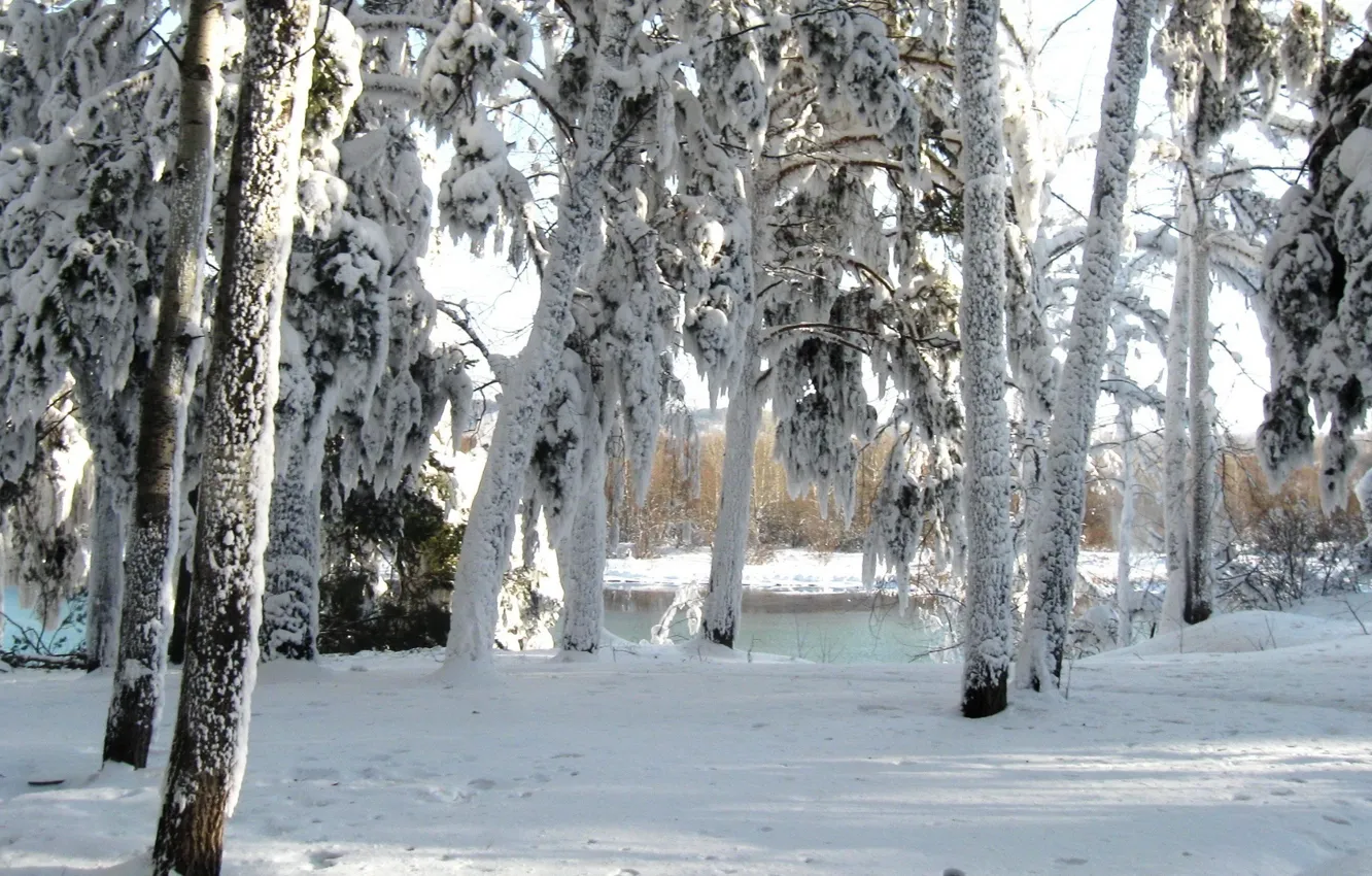 Фото обои зима, лес, день