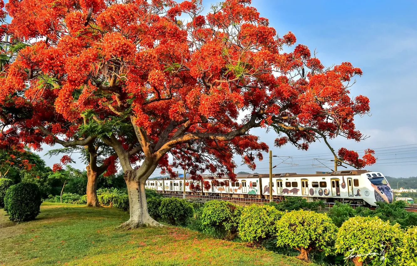Фото обои деревья, поезд, цветение
