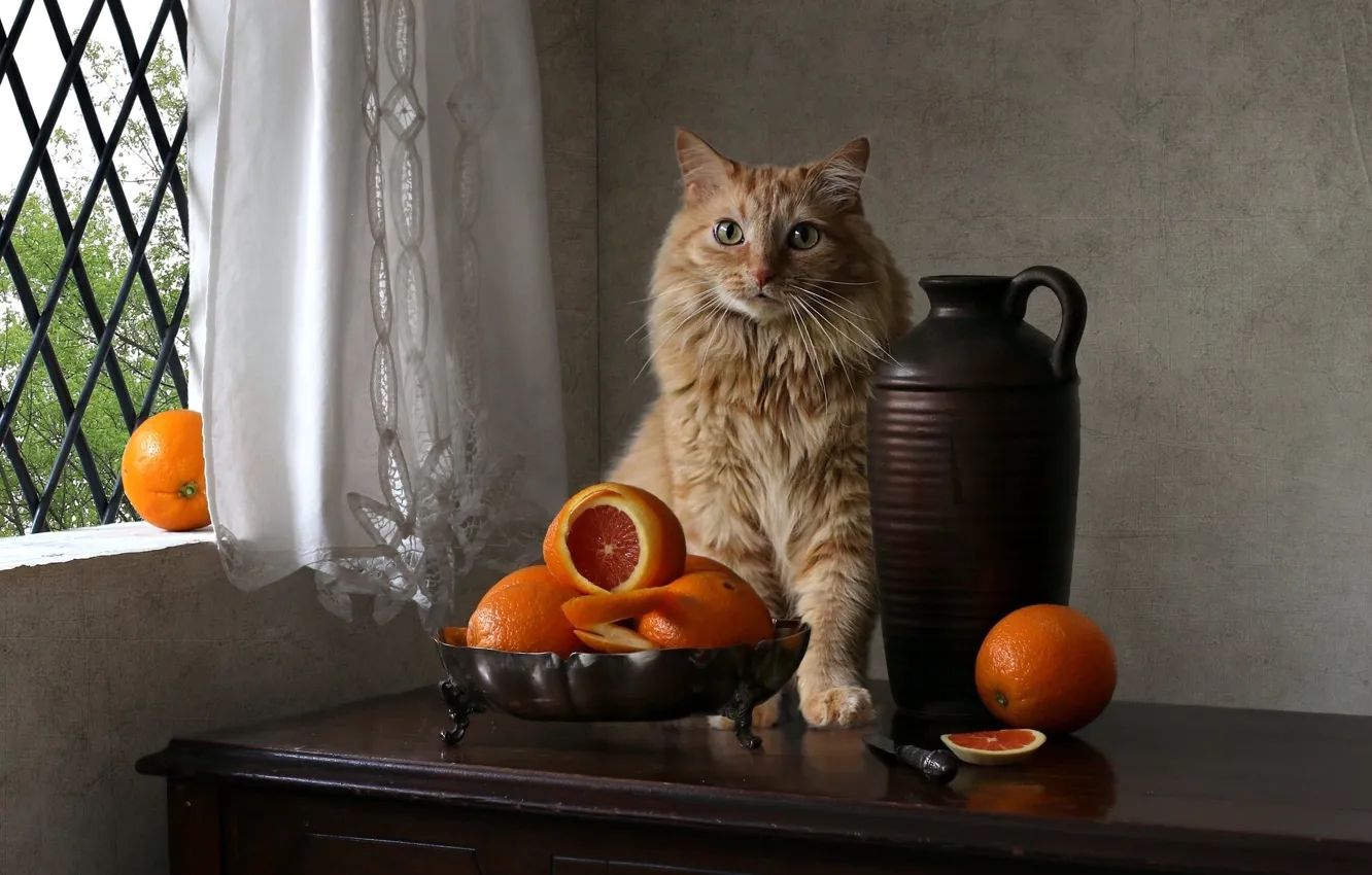 Фото обои кошка, кот, взгляд, поза, стол, стена, апельсины, окно
