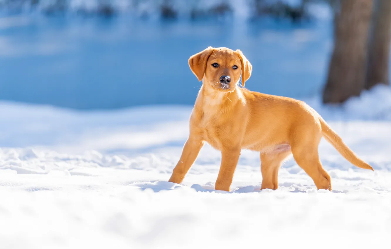 Фото обои зима, снег, собака, щенок, Лабрадор-ретривер