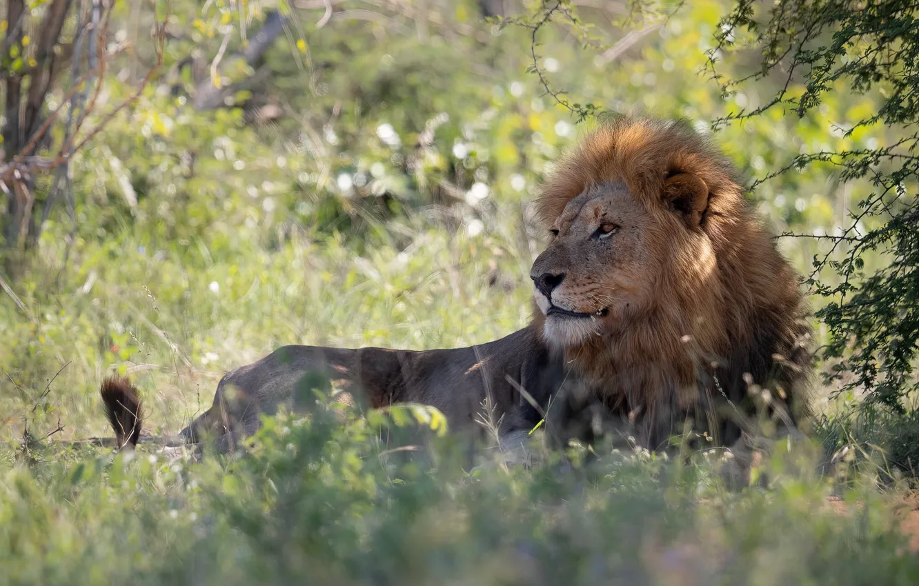 Фото обои природа, отдых, лев, лежит