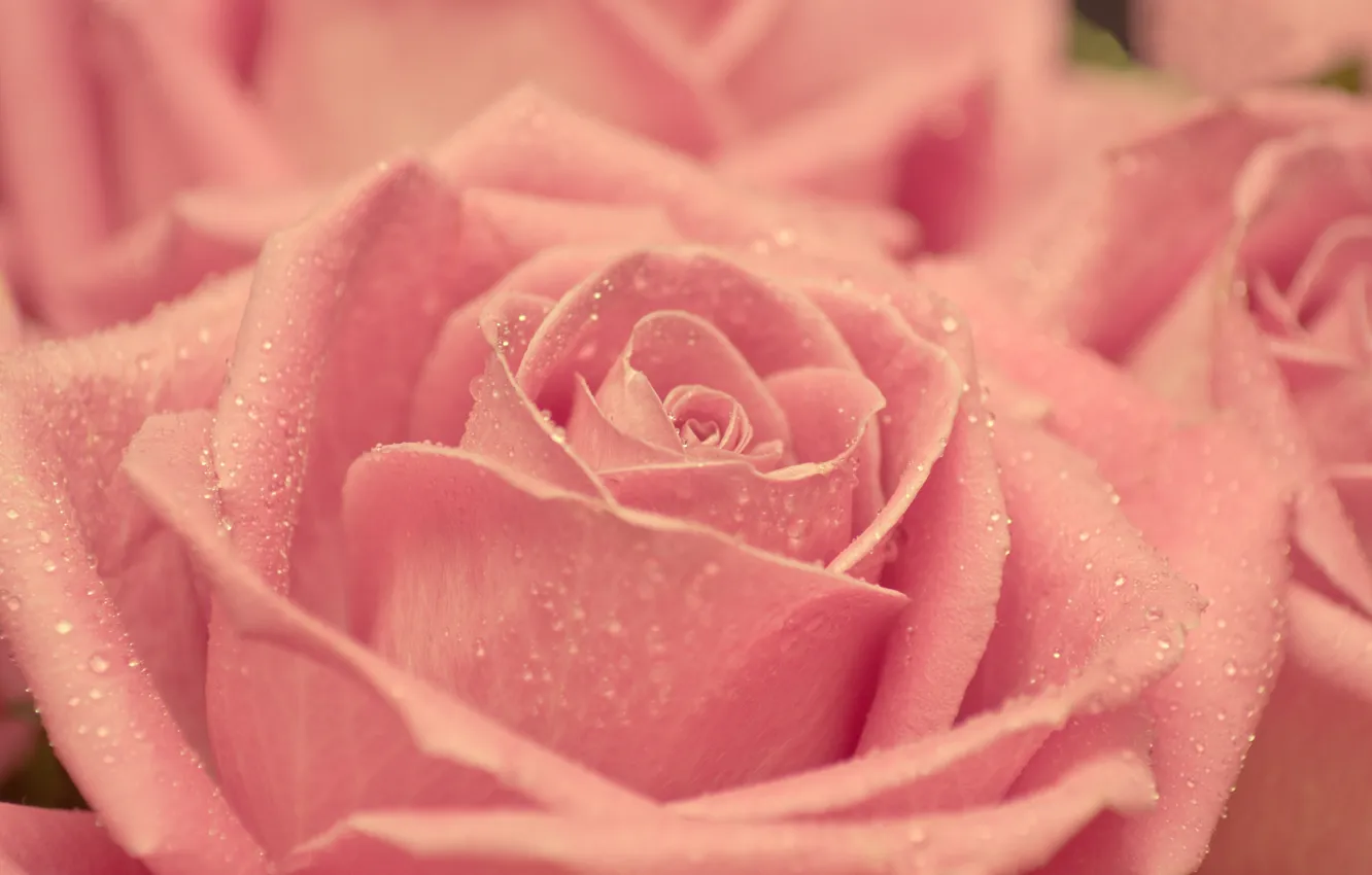 Фото обои капли, макро, розовая, нежность, роза, красота, лепестки, размытость