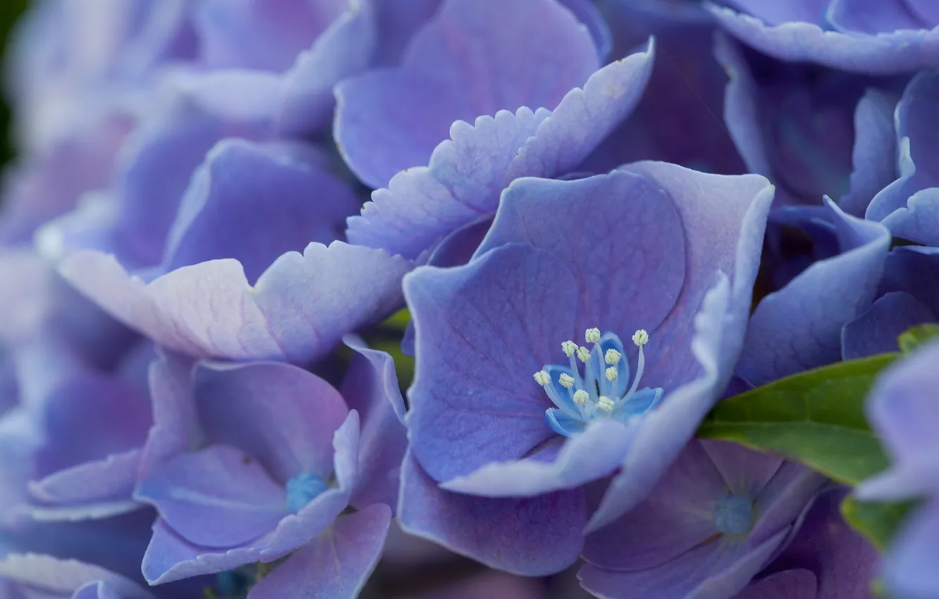 Фото обои цветы, лепестки, голубые, тычинки