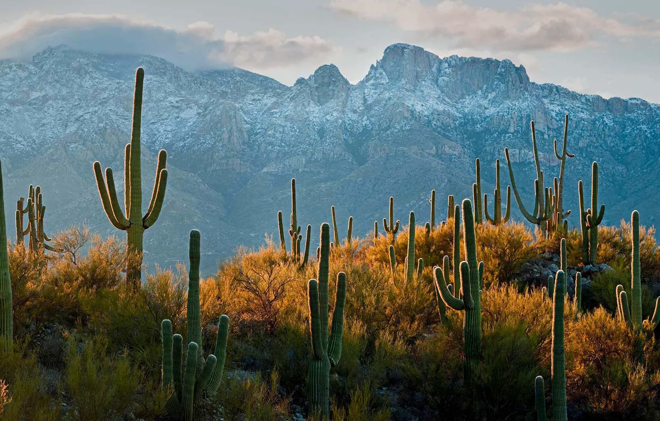 Фото обои кактус, Аризона, США, Тусон, пустыня Сонора, карнегия гигантская, сагуаро