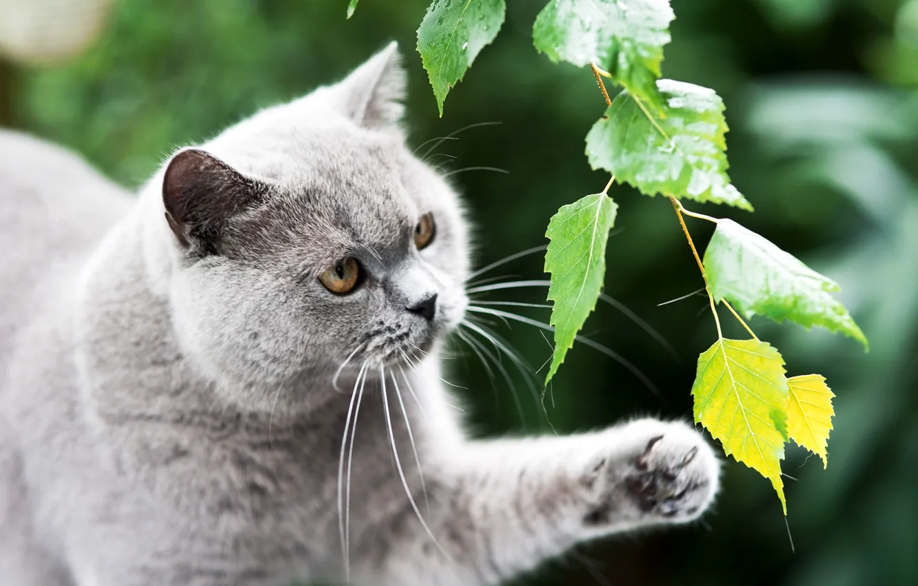 Фото обои зелень, кошка, кот, листья, серый, лапа, ветка, британский