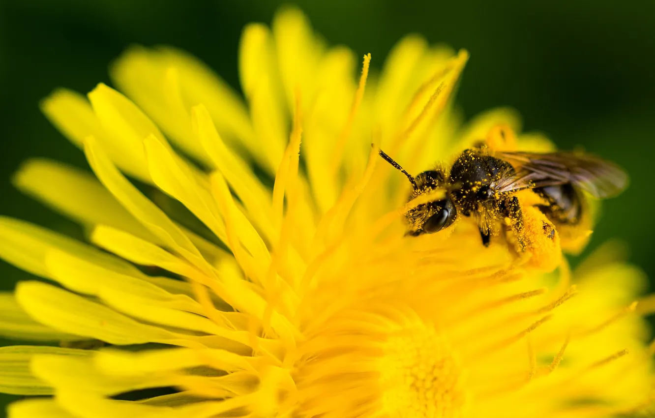 Фото обои цветок, желтый, пчела, одуванчик