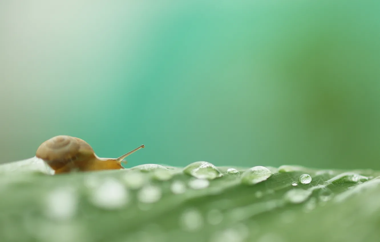 Фото обои drops, leaf, snail